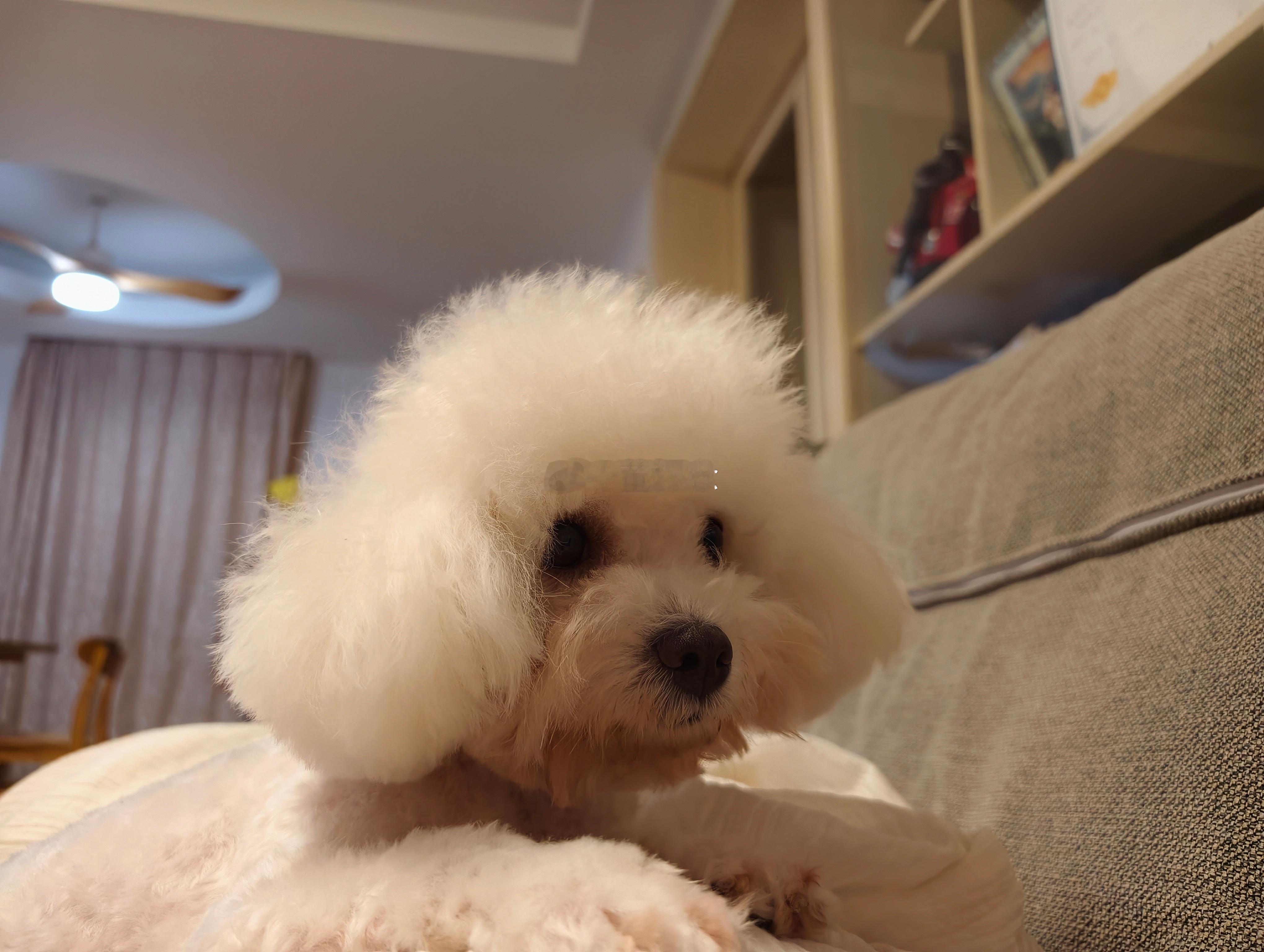 我的狗很乖 