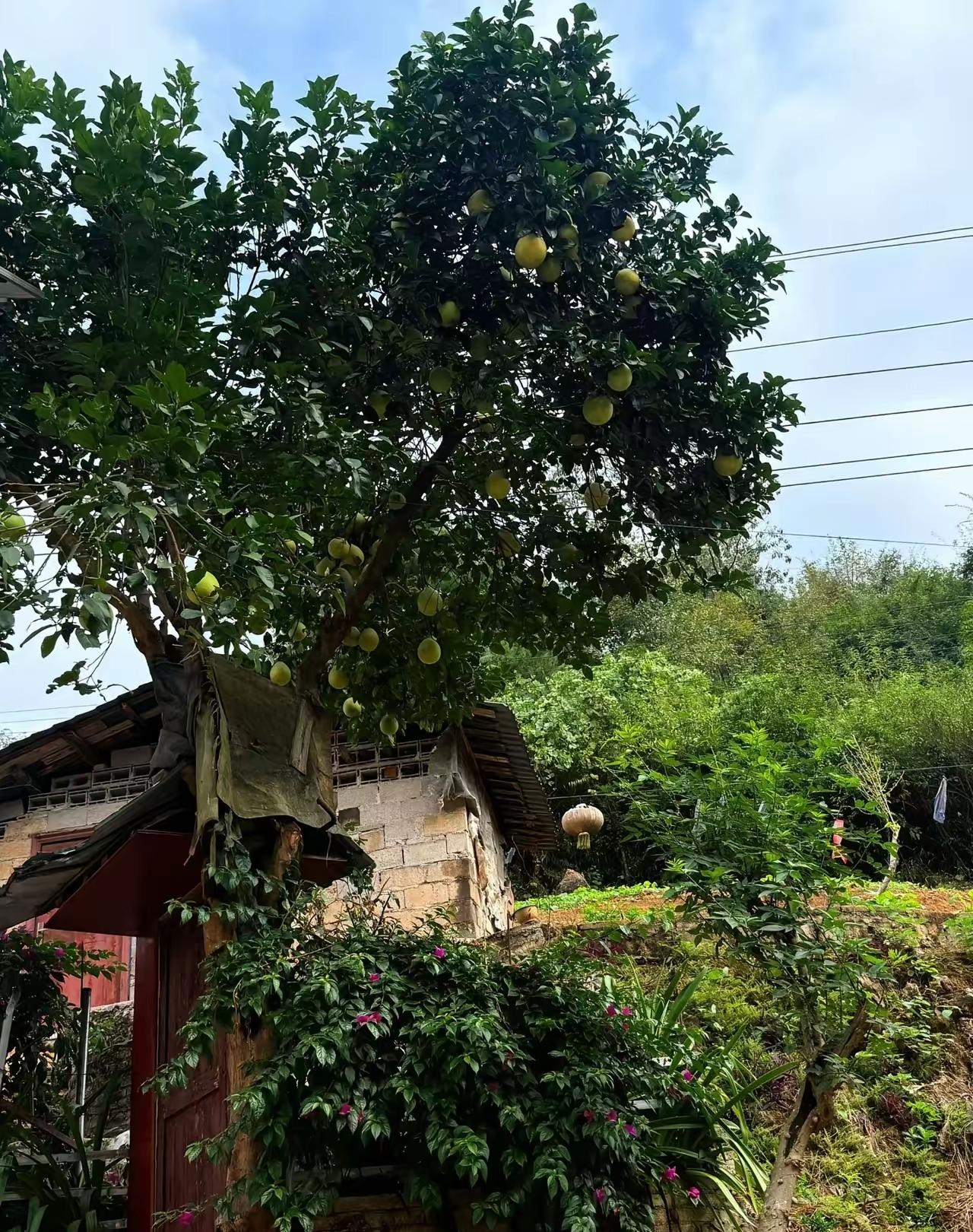 最近中牟灭门案和罗大美案，真的看得我后背发凉！熟人作案，手段还如此残忍，真的太可