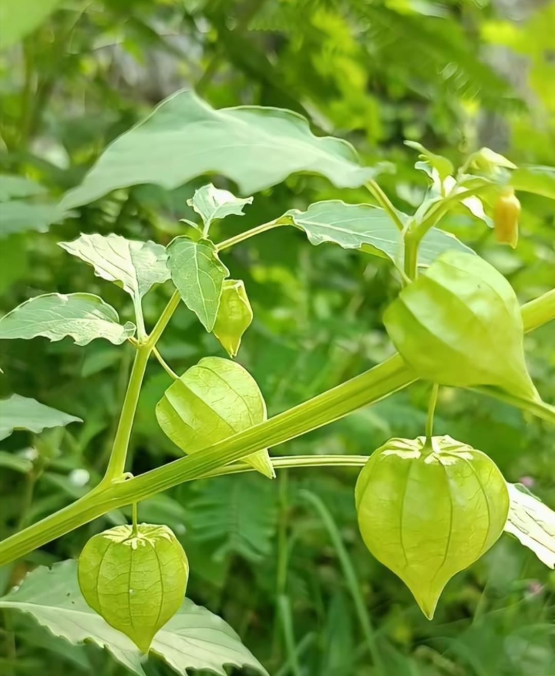 当年放牛必摘！雷州本土灯笼果。别认错！不是超市卖那种


雷州的田埂上，有一种不