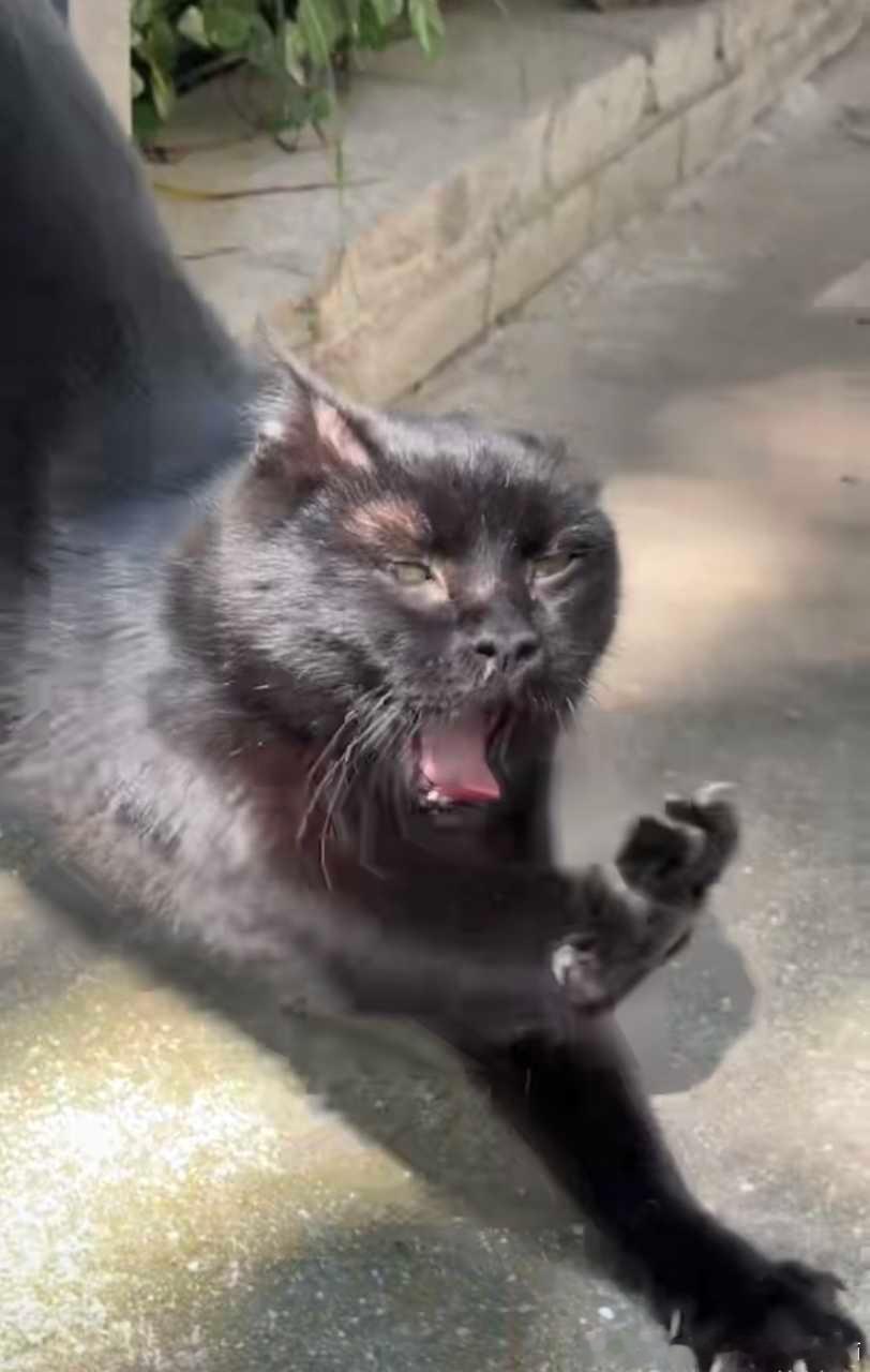 49757【丑猫】就是丑 