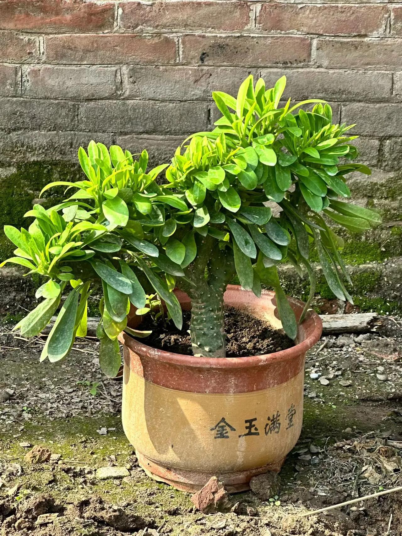 父亲在世时候，养的玉麒麟，长寿花，这些花花草草，逢春新枝芽，可他再也见不到了。