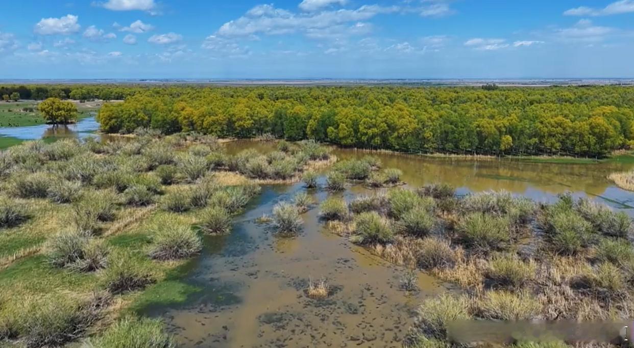 走进塔城库鲁斯台草原，微风轻拂过无垠绿浪，碧空澄澈流云舒展，湿地如镜倒映天光，青