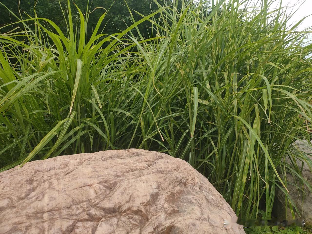抬头已是秋，
方知岁月匆。
少年梦未醒，
回头已半生。
回不去的何止是时间，
还