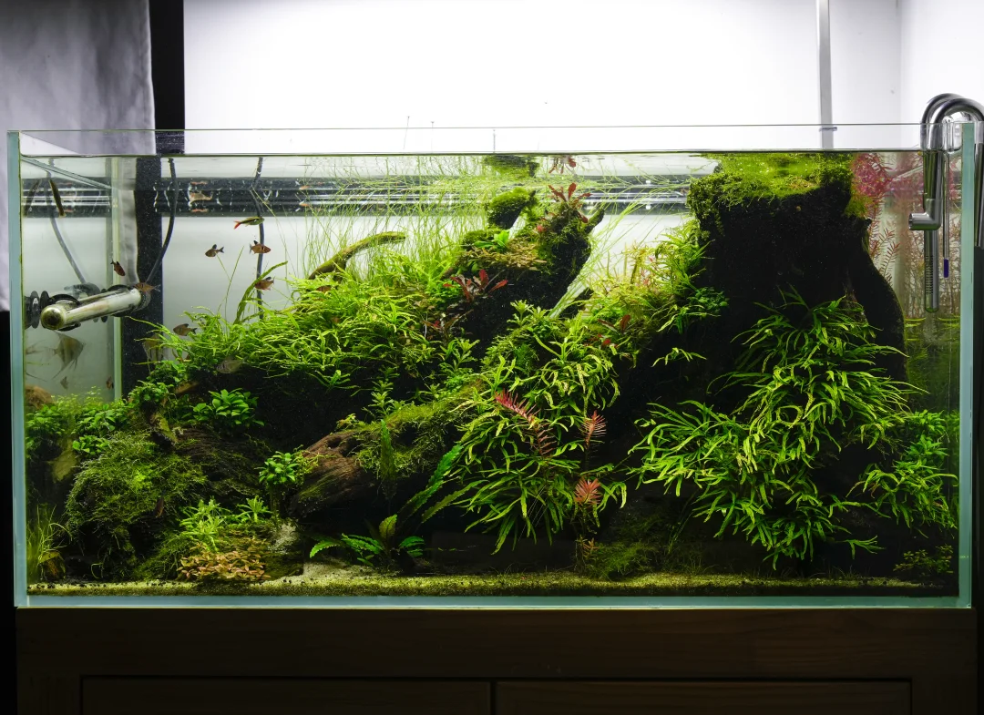 90cm草缸成景全纪录（六）