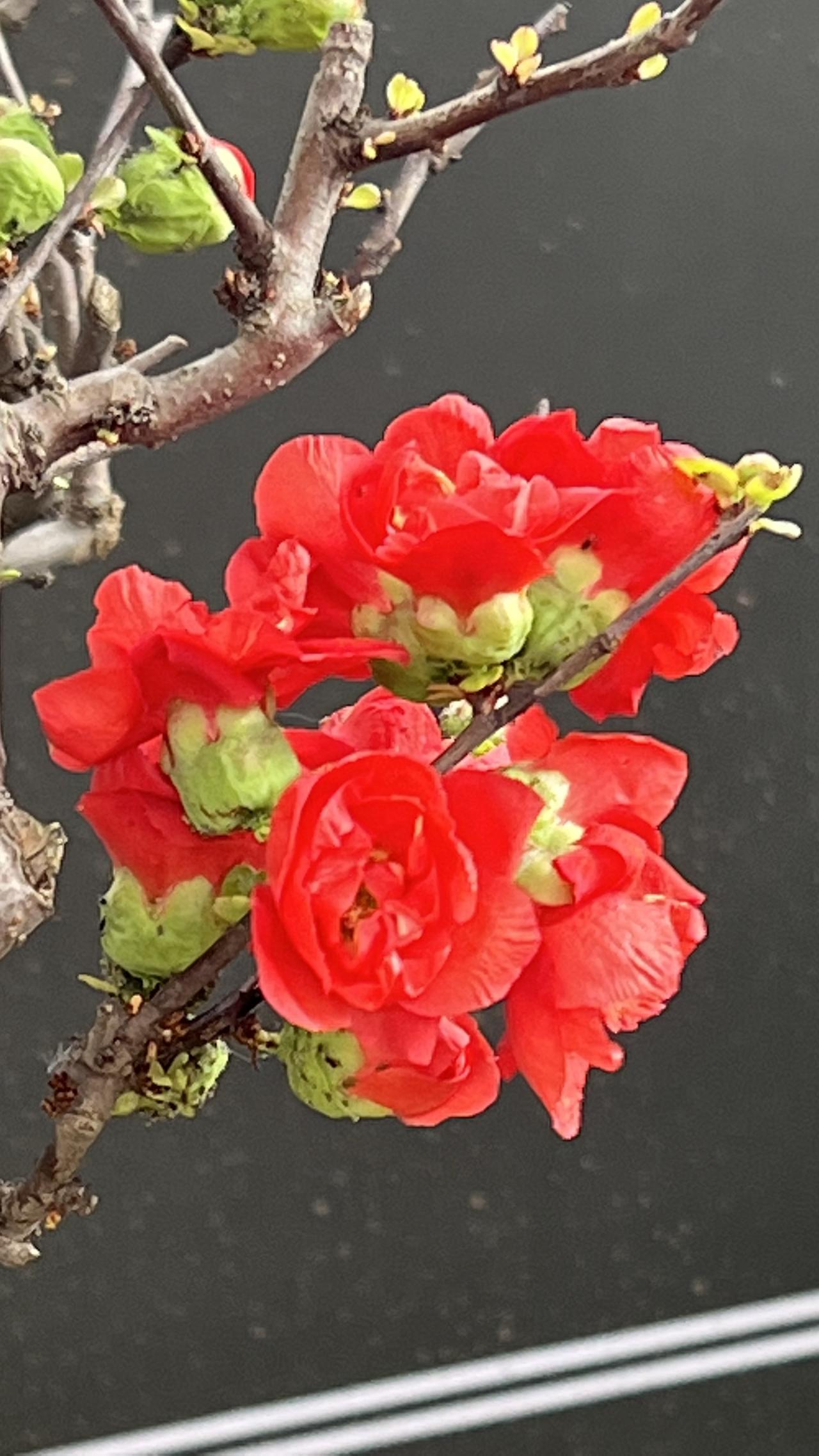 【原创】新春赏花：红艳映枝头，春意满枝来。