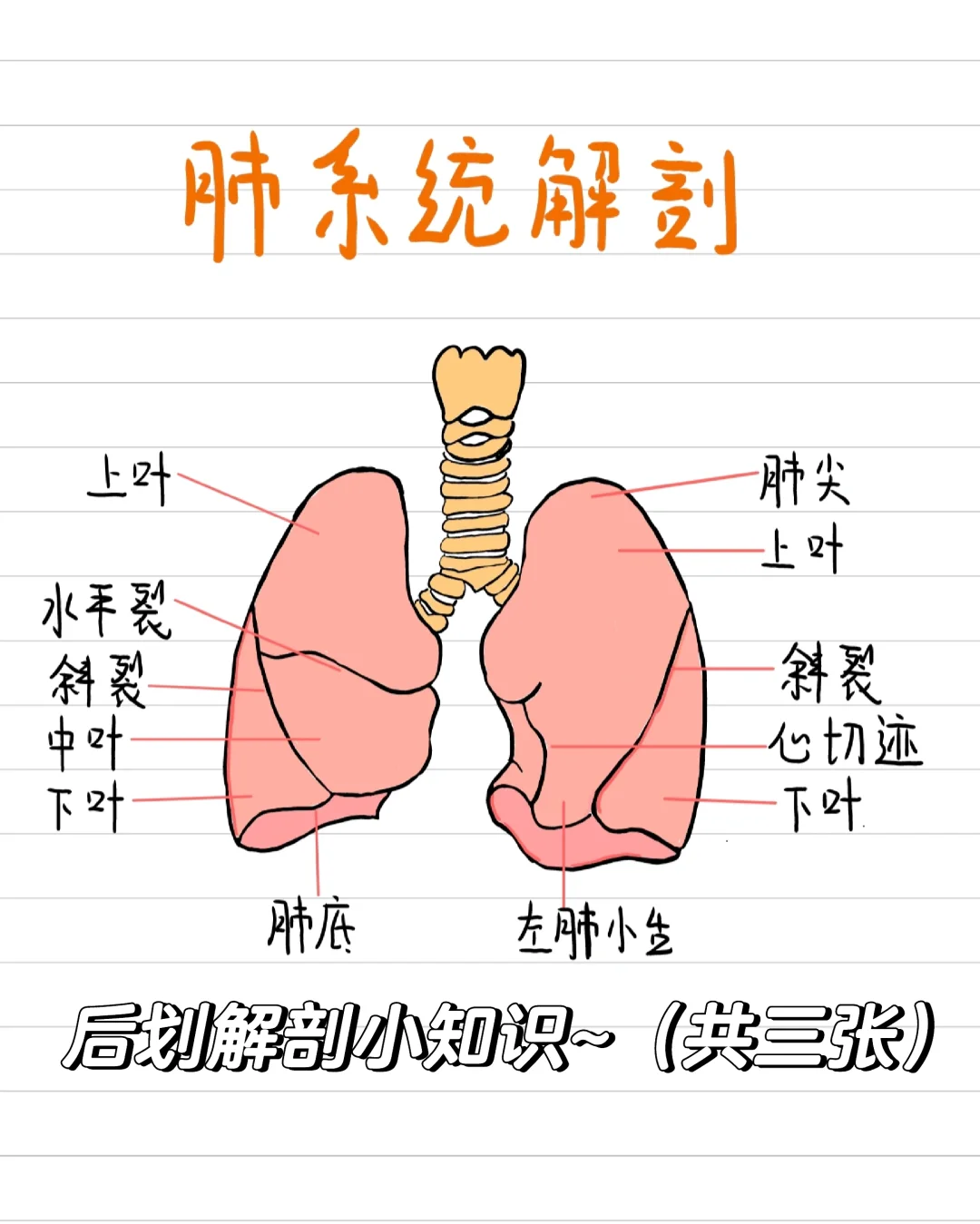 医学生插画笔记-肺解剖🔥建议点赞收藏