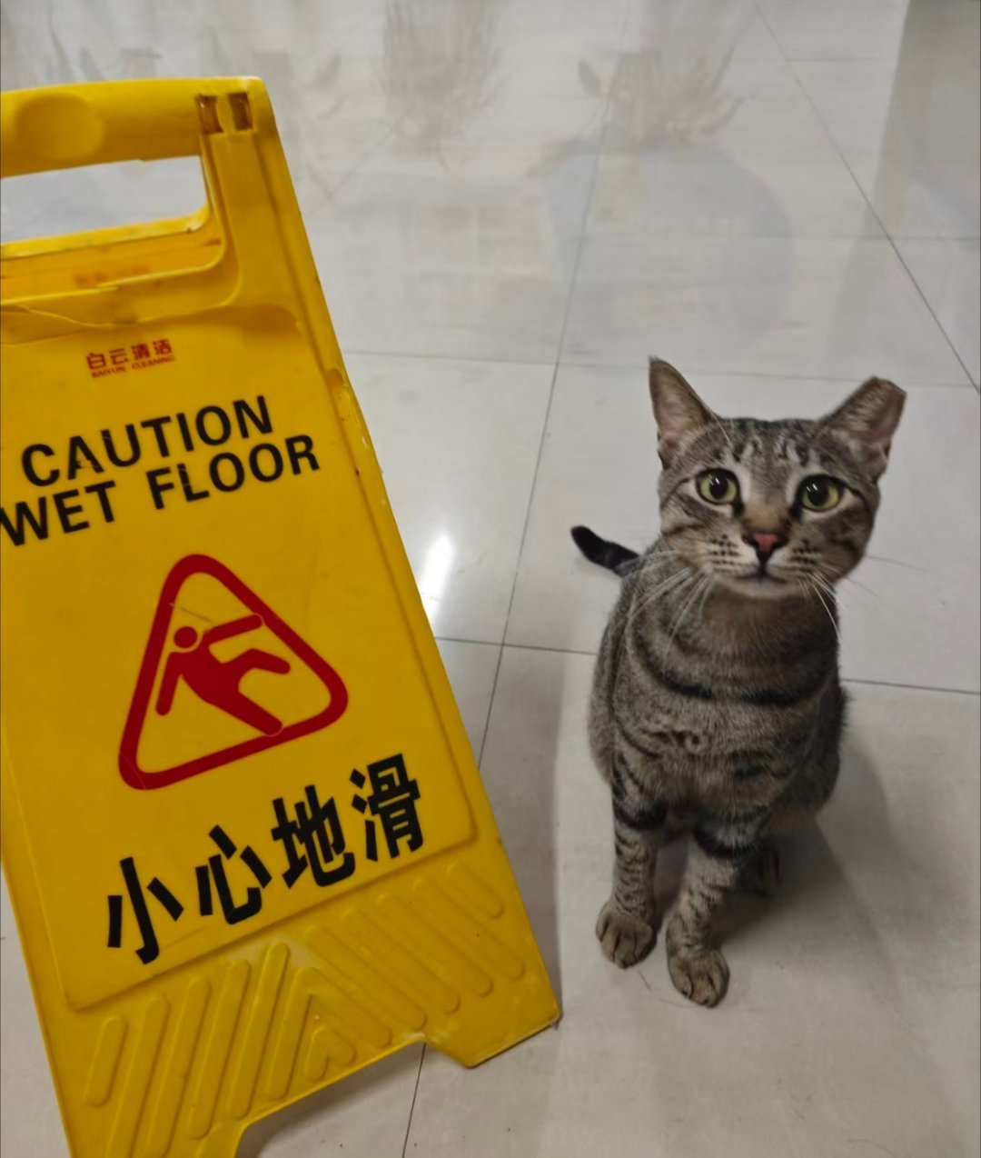 小猫提醒你小↓心↓滴（轻声）滑—— 