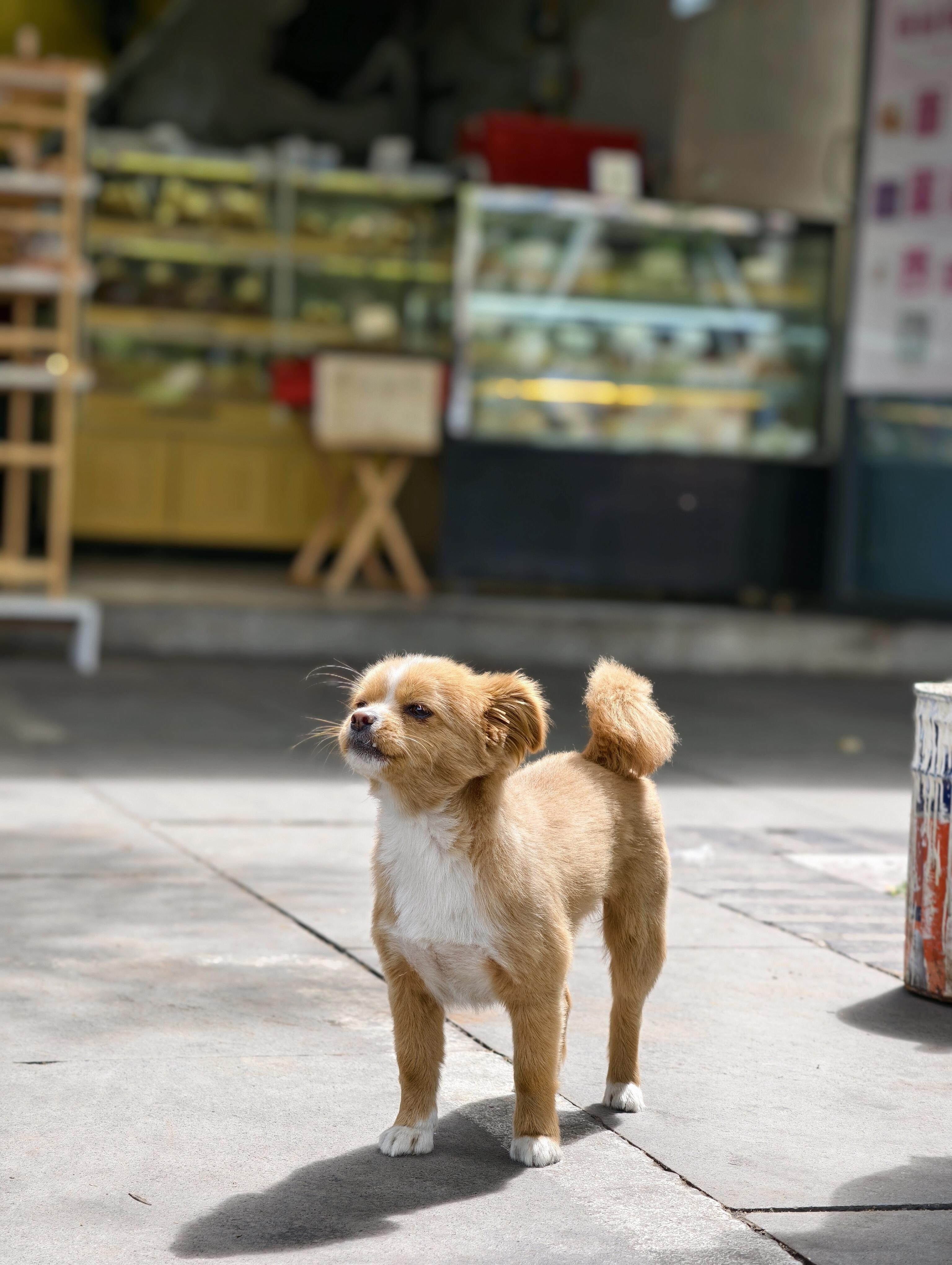 正在享受阳光的小狗 