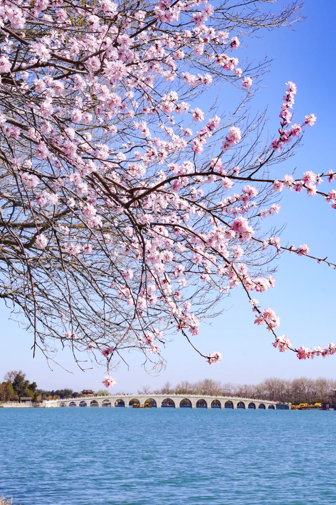 北京3月，一定一定要去颐和园看一次西堤花海
