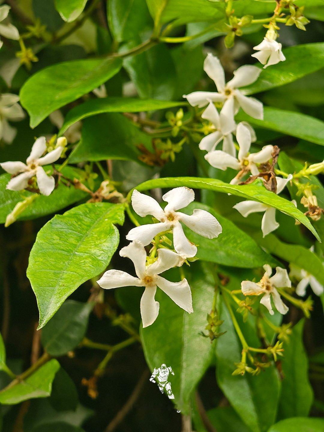 路边的野花真好看。每天早起打卡