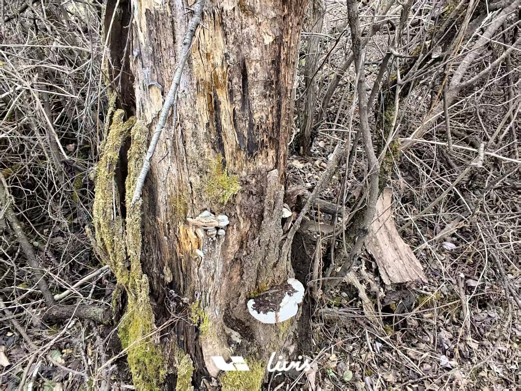 托老家终于通高铁的福，清明节三天的假我也回家了！上山上坟，这个季节禁火还有人在检