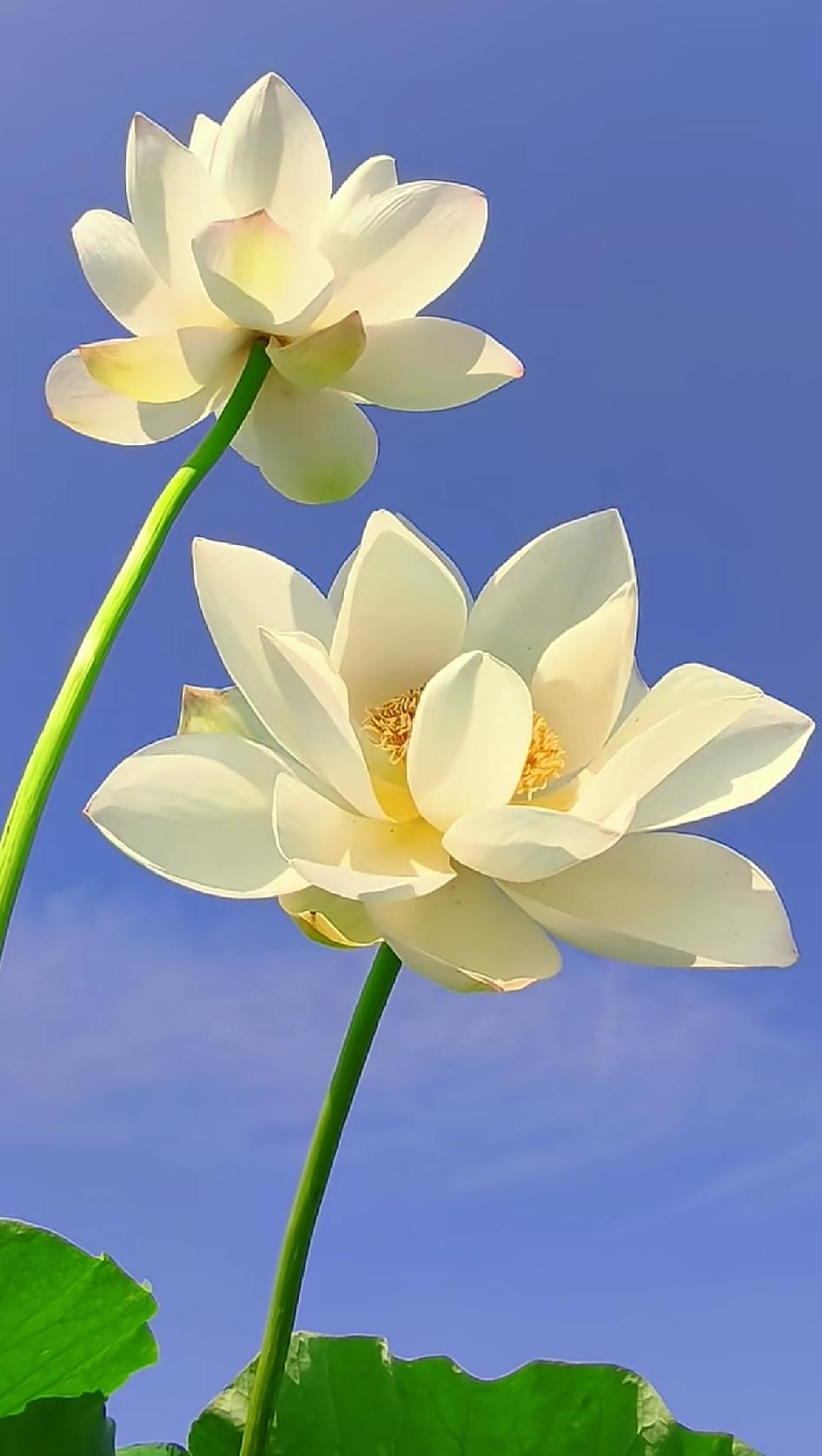 晒一晒随手一拍美丽花朵随手拍～