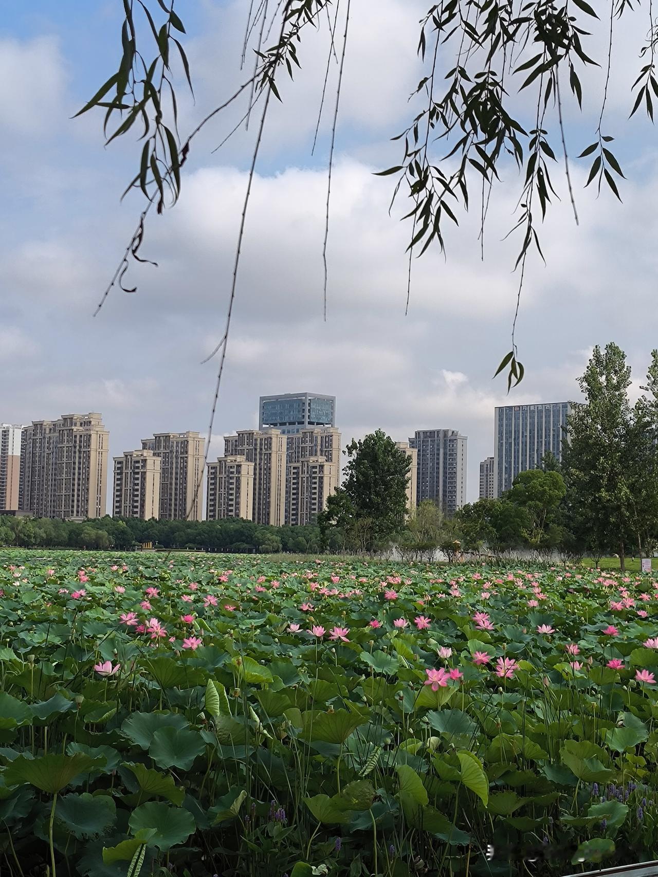 半日奔赴两湖，只为邂逅繁花。
       在合肥北城，陶冲湖与梅冲湖这两座依湖
