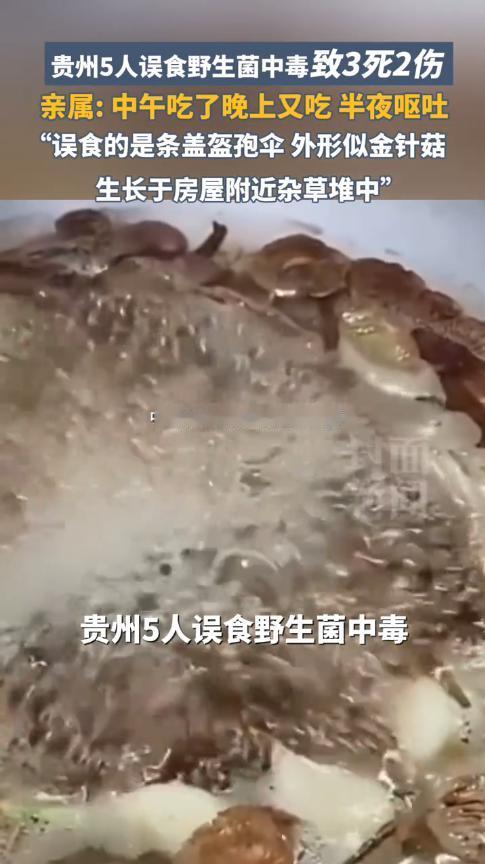 “悲剧还是发生了！”11月15日，贵州毕节，一村民发现家附近有长的菌子，看起来和