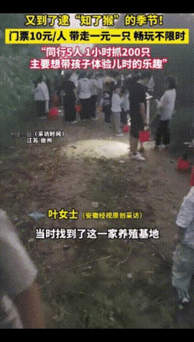 家人们见过这么会玩的老板吗？江苏有个知了猴基地直接搞出“抓虫自助”——10元门票