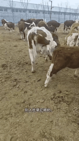 自产自销内循环，说这个很牛×，不过分吧。