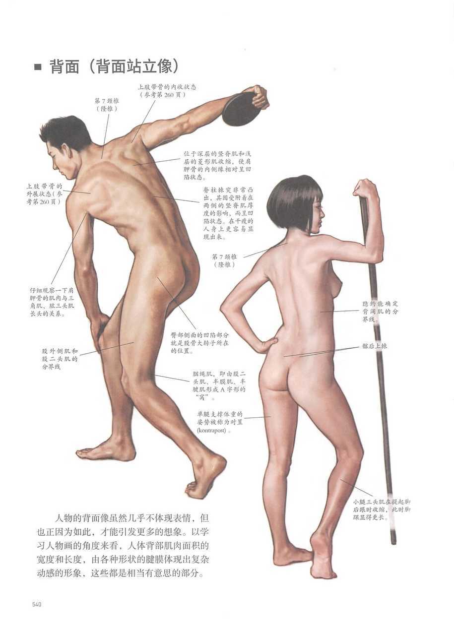 《艺用解剖学笔记》艺考人体肌肉 