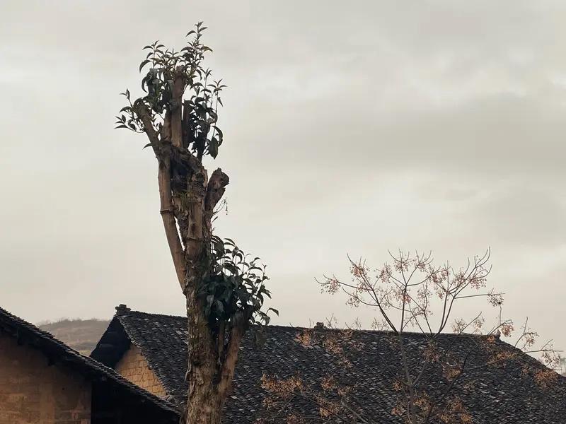 往年回去，我总爱拉着老爸一起坐在小院里，晒着太阳，听他讲那些老掉牙却百听不厌的故