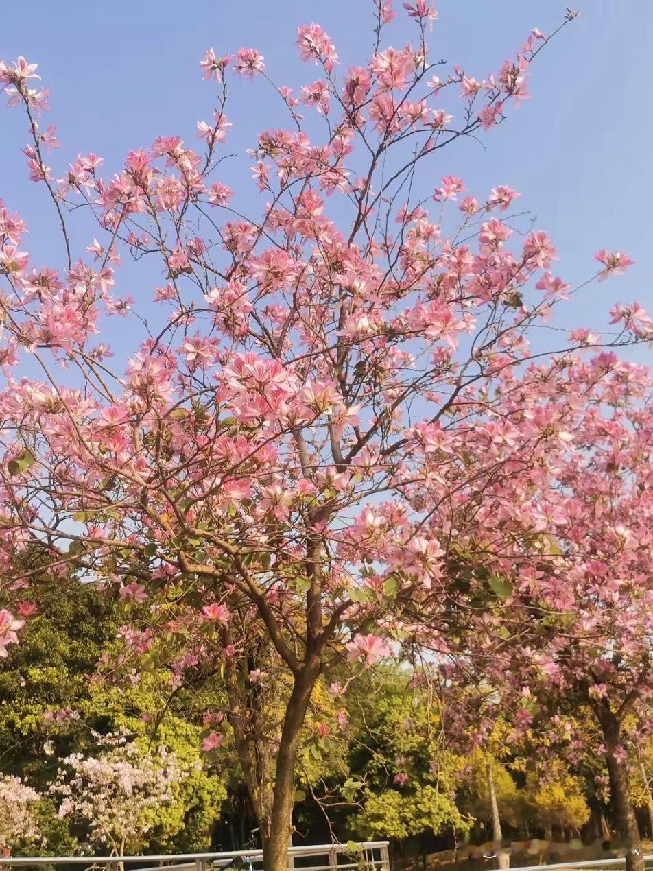 藏在城市腹地的秘境🌿绿心公园全攻略

被问爆的绿洲级公园！本地人私藏的治愈系秘