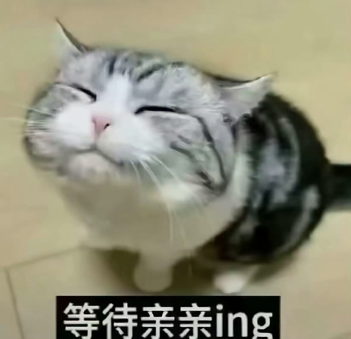 好像这只小猫咪呀，好可爱[抓狂]杨幂 ​​​