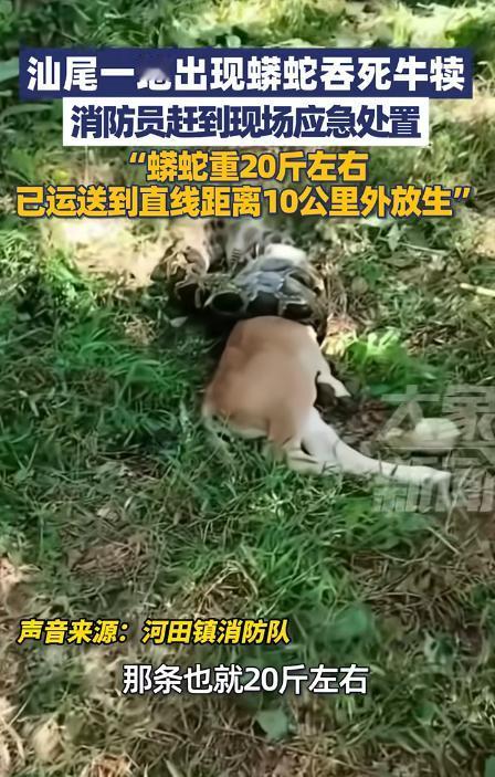 近日，广东汕尾，一村民见小牛犊迟迟没回家，就到山上找牛，意外在草丛中听到“窸窸窣