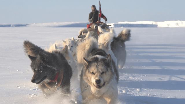 美军“拿下”格陵兰岛只要45分钟吗 美国特朗普政府想武力拿下格陵兰岛。丹麦军事专
