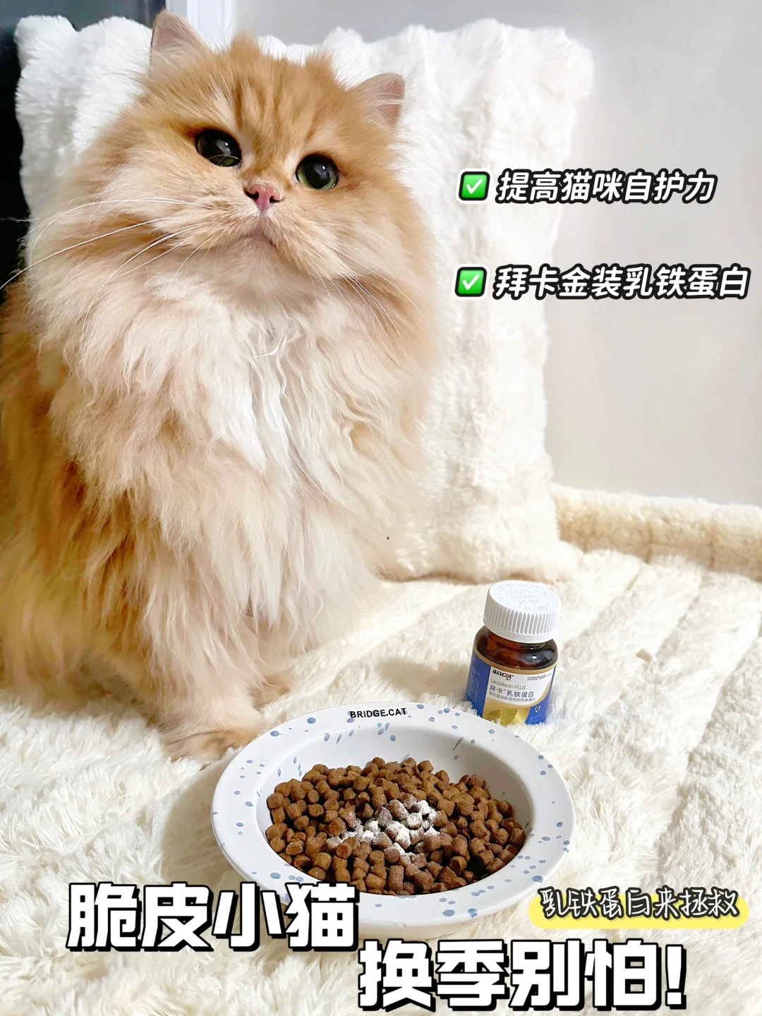 脆皮小猫换季再也不害怕！