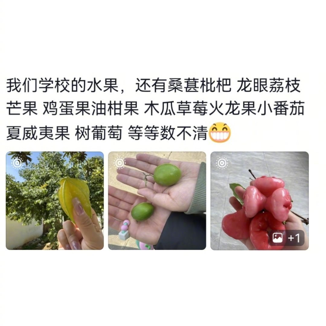 南方学校和果园没区别