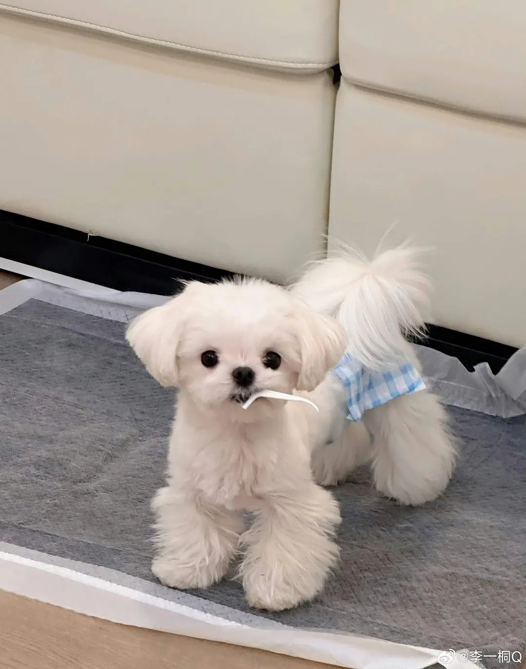 李一桐把小狗养的真好，很少见到马尔济斯这么干净 