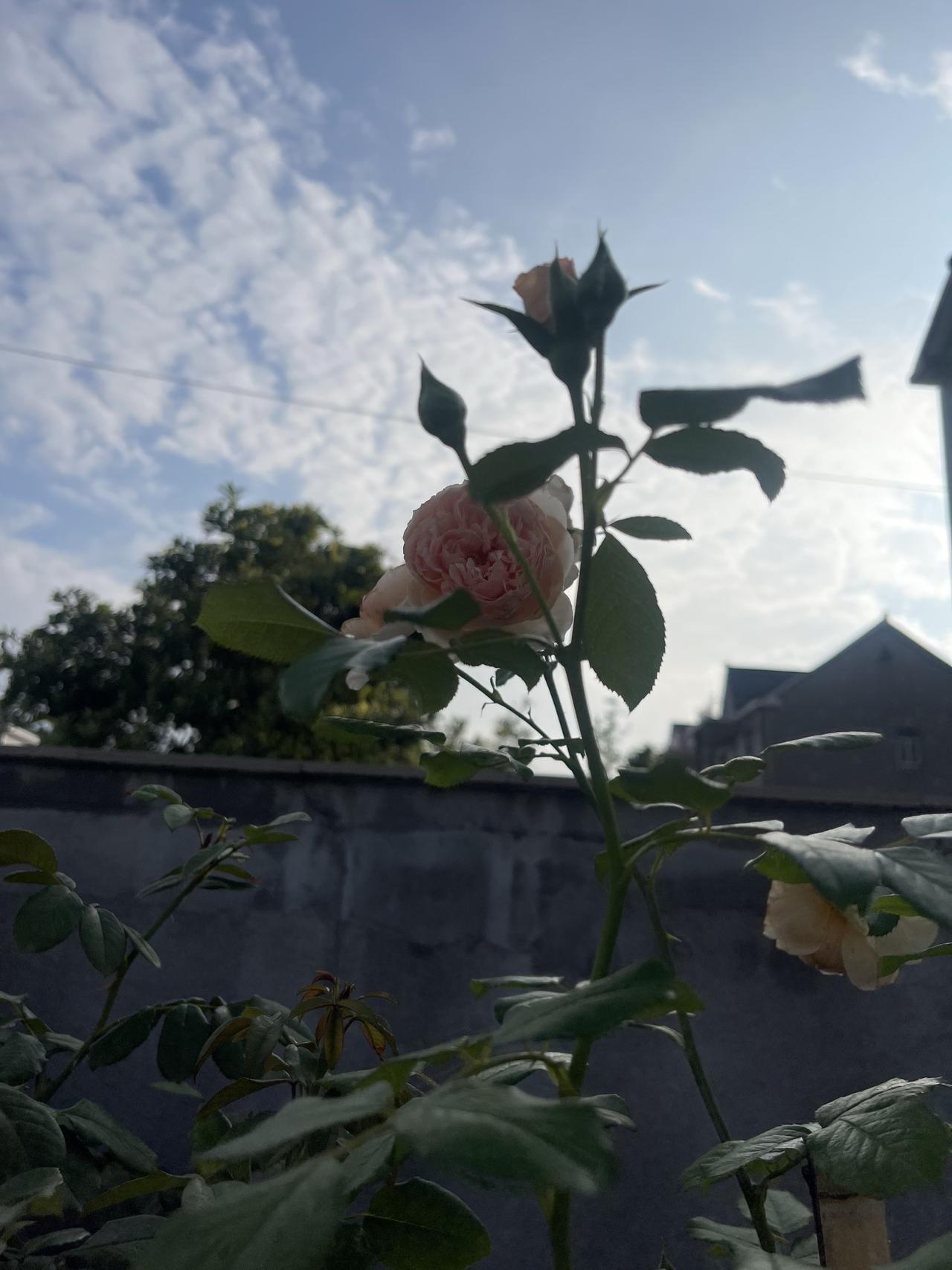抖音玩法合伙人计划 情绪音乐玩法新风向 治愈系月季花 阳光下的玫瑰