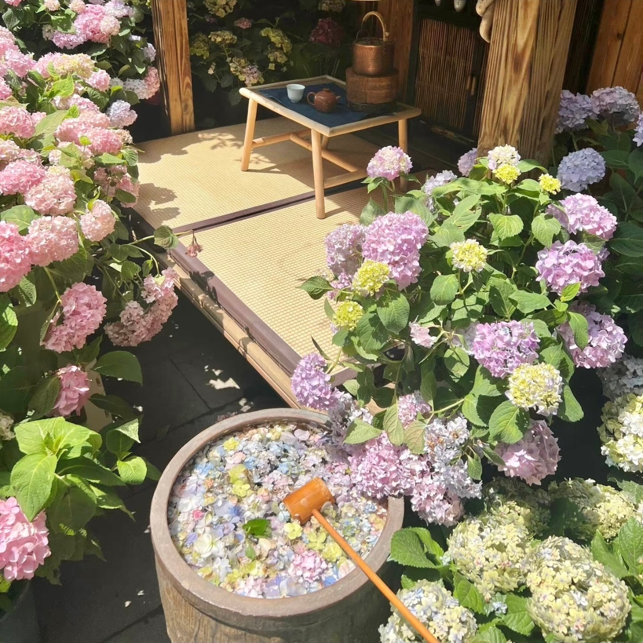 WeChat｜背景图分享｜生命力 