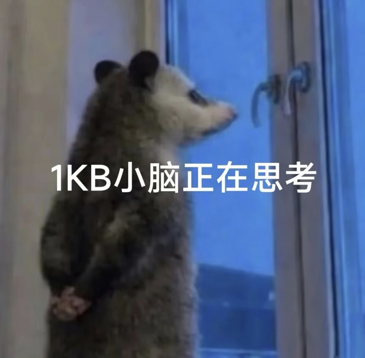 负鼠表情包大全： 