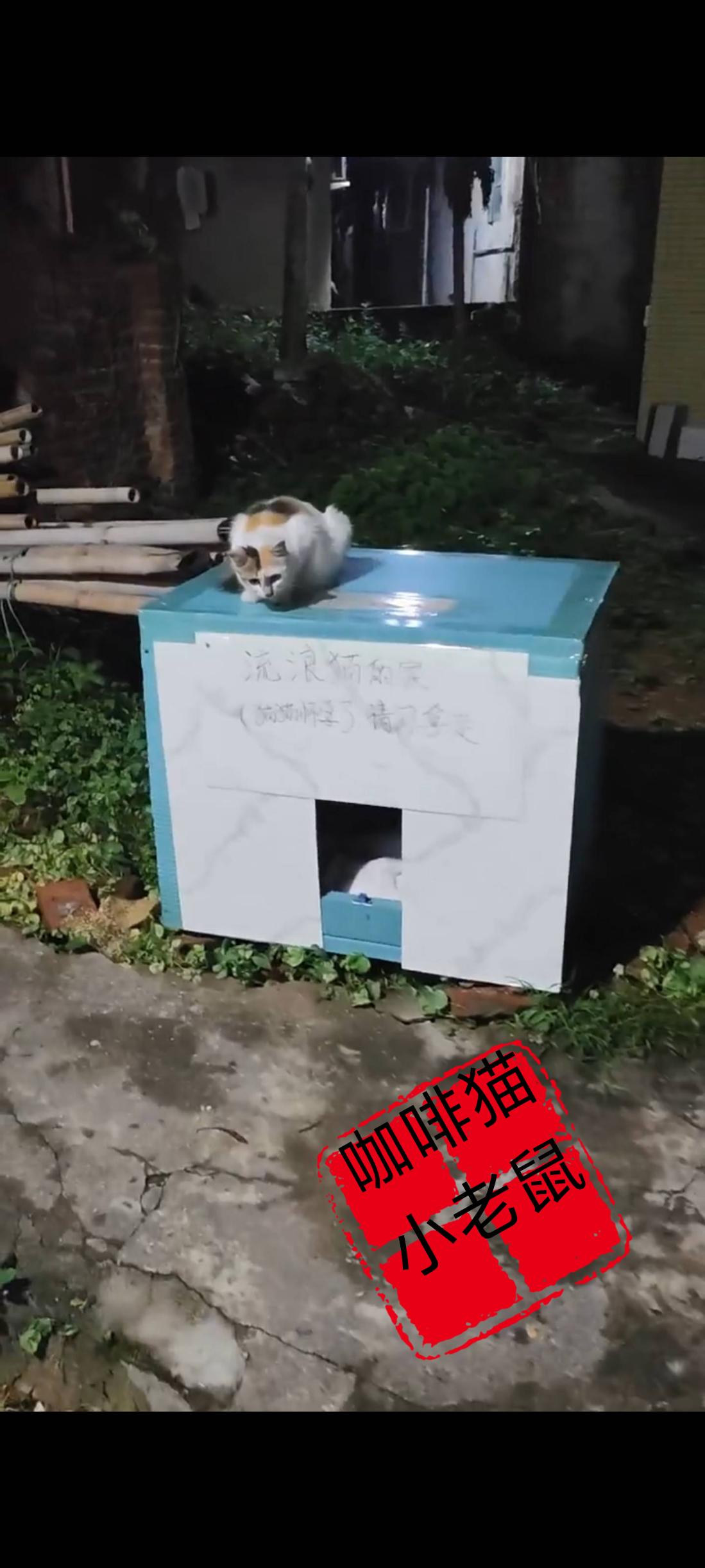 人类给流浪猫搭建的猫窝，竟然被无良的老人三番四次以捡破烂为由进行大肆破坏，为了防