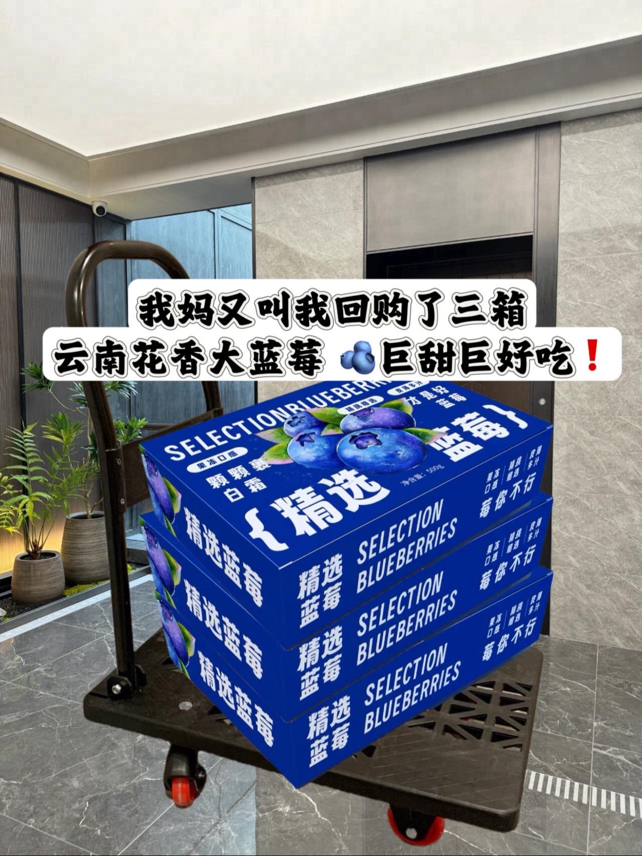强烈安利的云南花香蓝莓！咬下瞬间饱满果肉裹挟着汁水在齿间爆开！脆和甜交...