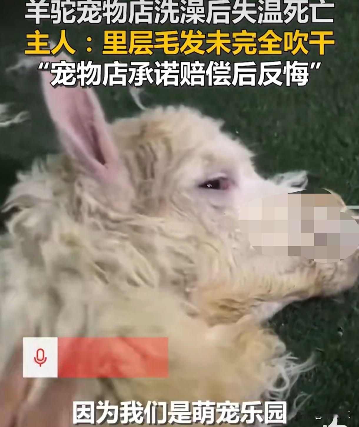 羊驼洗澡洗丢命！毛发没吹干冻毙，宠物店先认账再翻脸太气人
 
济南这事儿看得人火