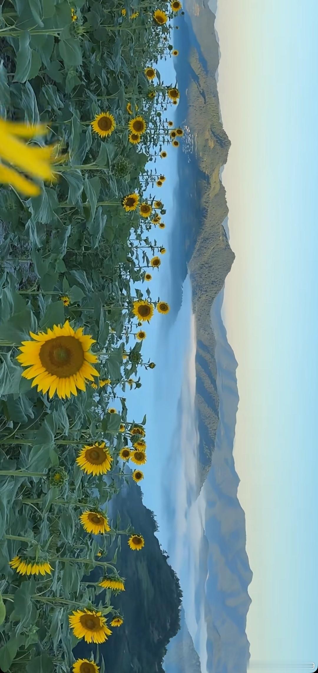 生活手记读书陆游的诗词选（二〇二）上虞逆旅见旧题岁月惑怀 蚱蜢为家东复西，今朝破