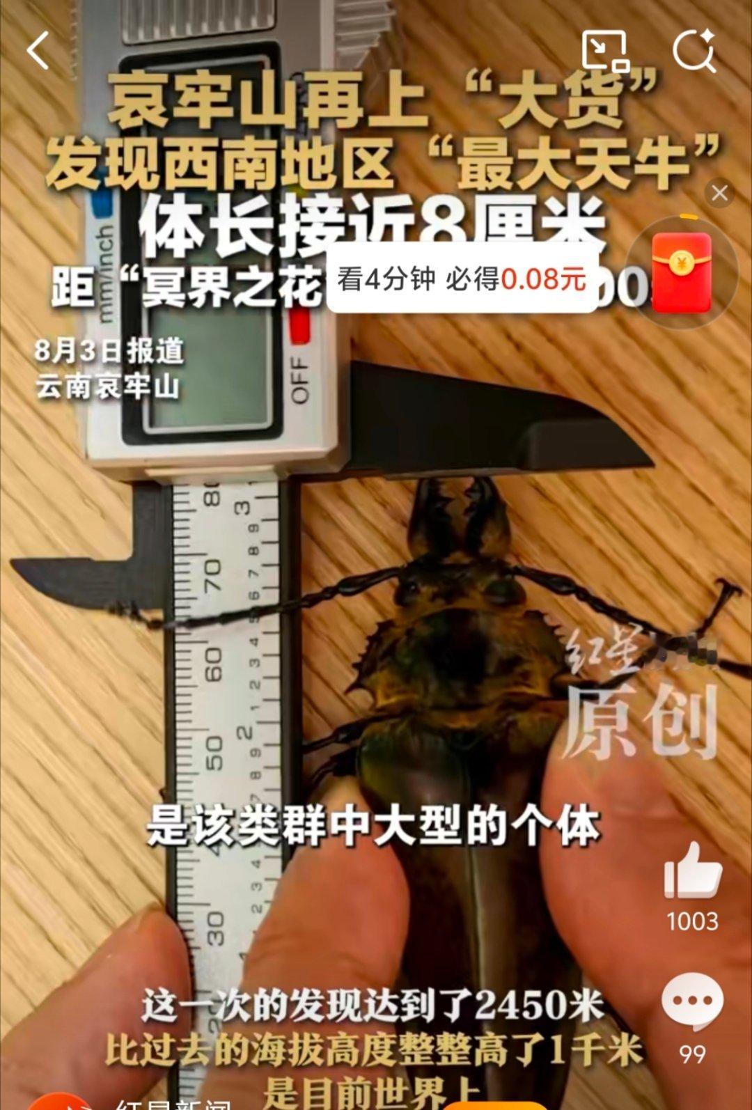 巨型天牛现身哀牢山太吓人了，个头真大，袁姗姗是不是在哀牢山拍戏呢！小心啊！  ​