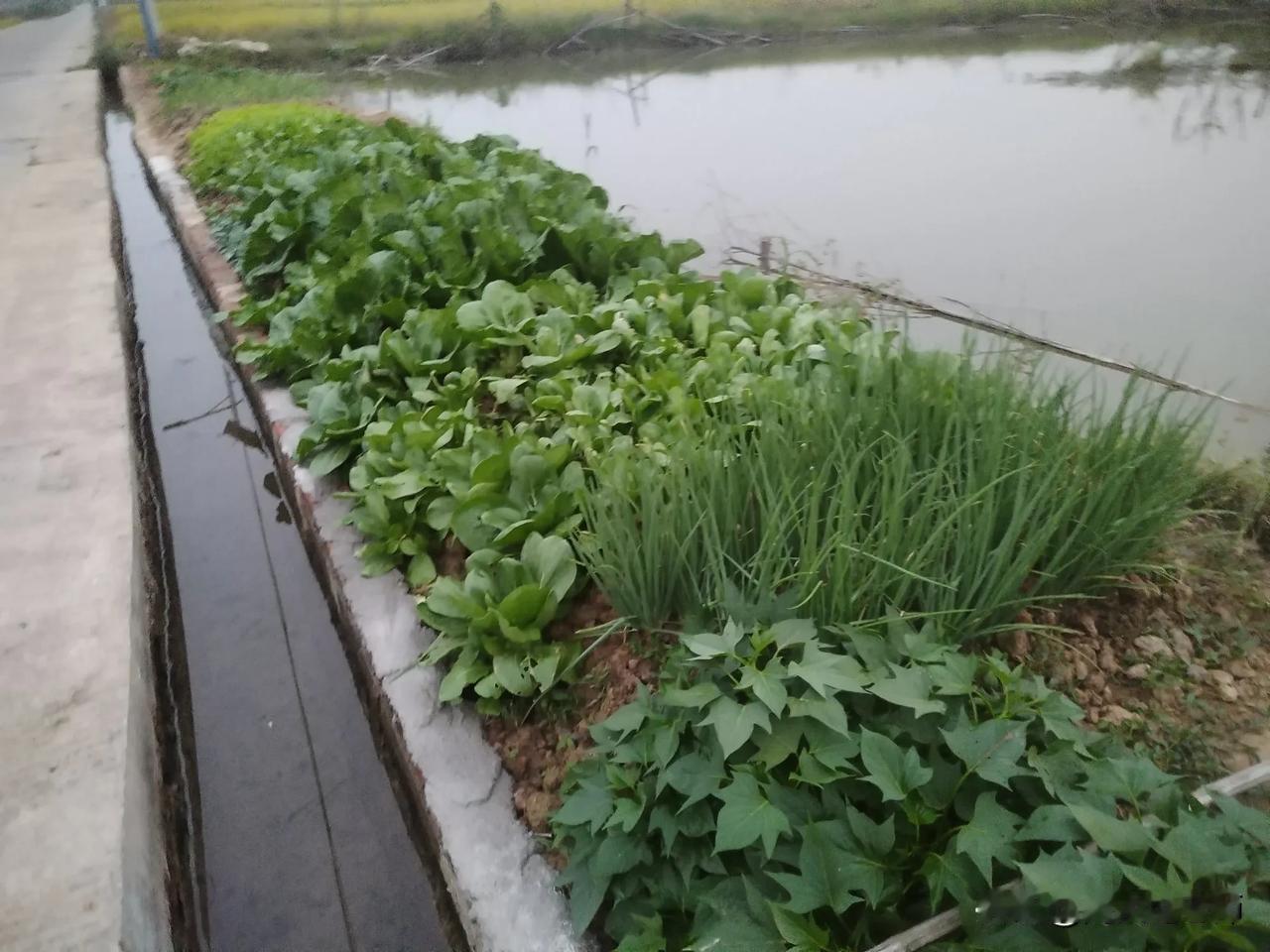 往日老婆去浇菜总是到路灯亮了才回，我经常说她做事磨洋工。
今天下午，她要去浇菜，