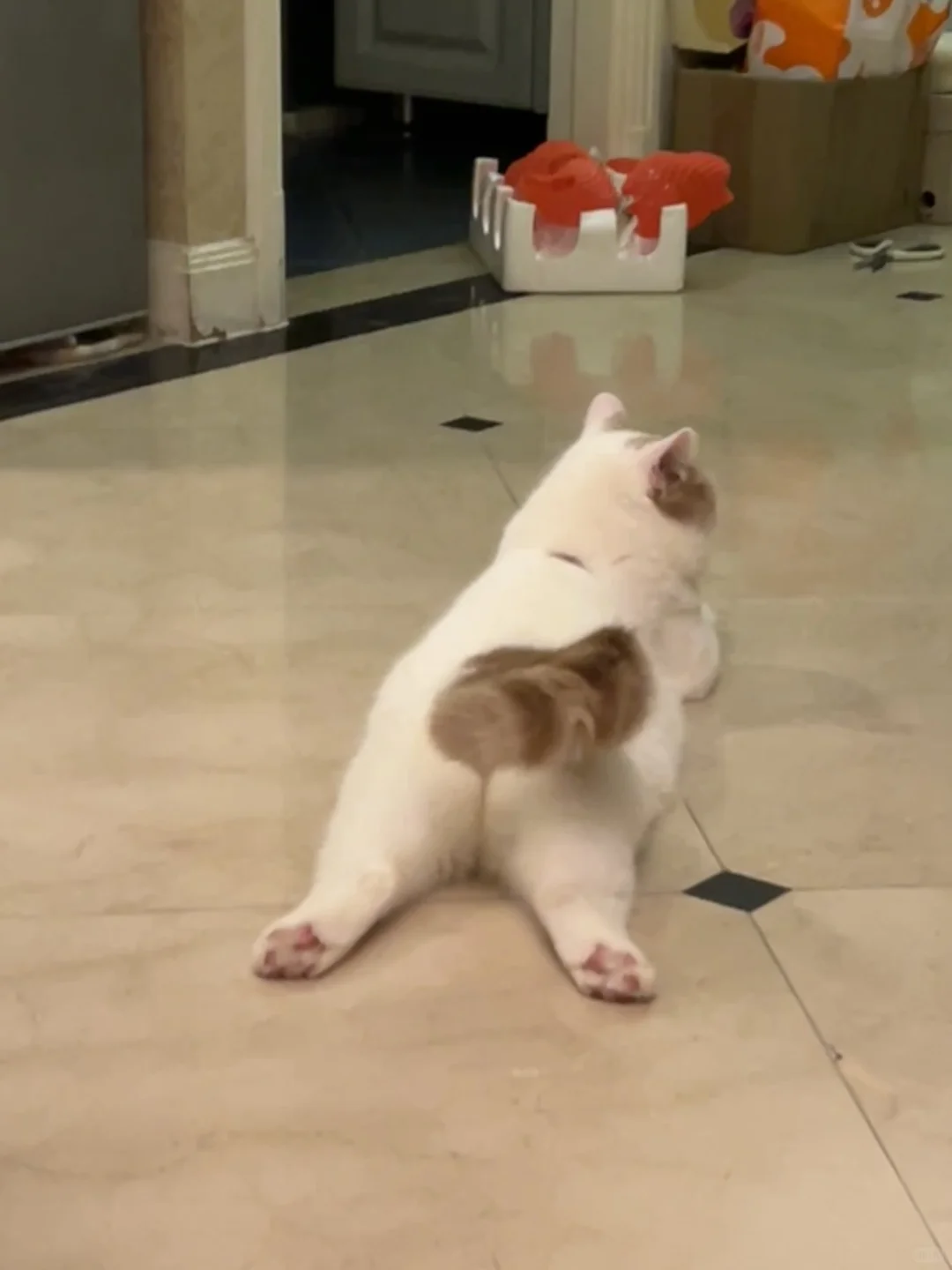 小猫的屁股怎么这么可爱🤤