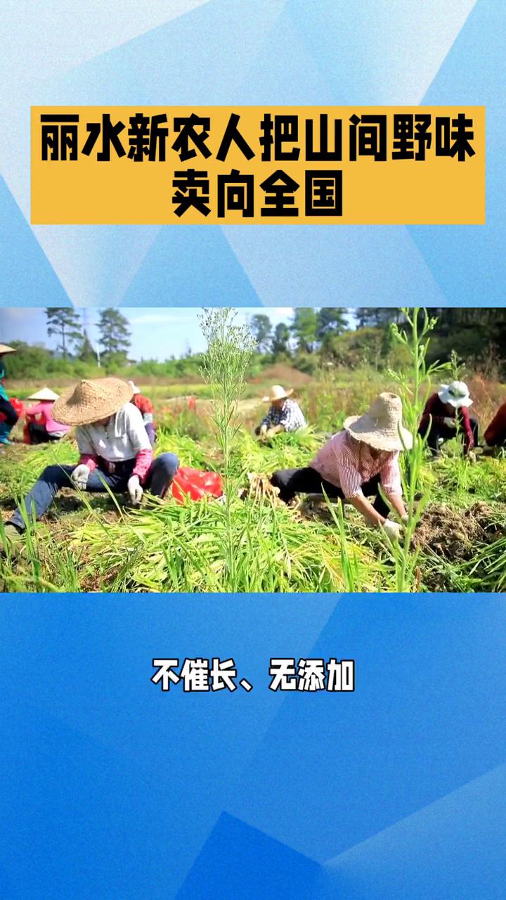 丽水新农人把山间野味卖向全国。
丽水新农人把山间野味卖向全国。青山叠翠、清泉潺潺