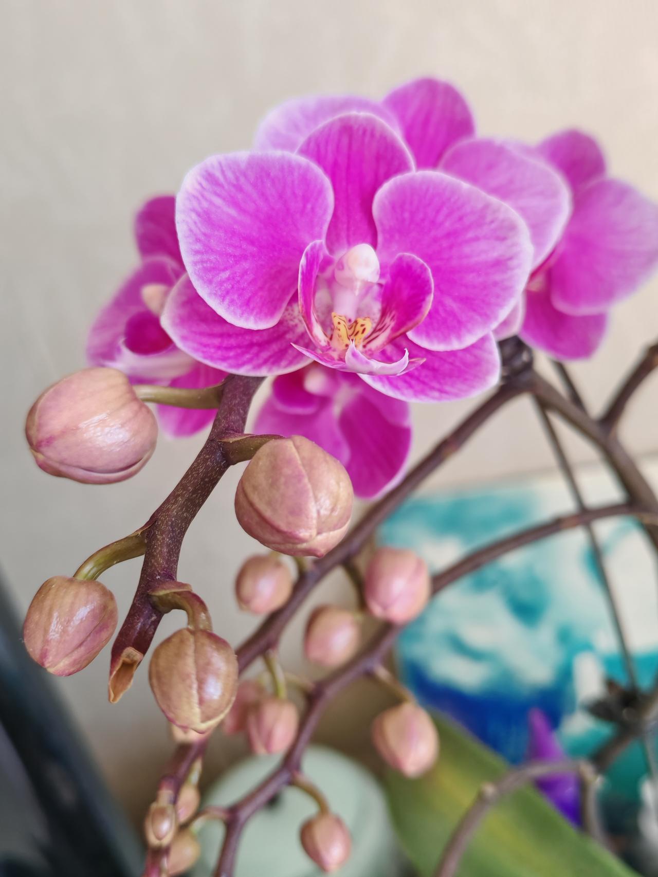 这次淘到好花了，真不是我会养花，是这花的底子好，没想到去年买的花没被我养废，今年