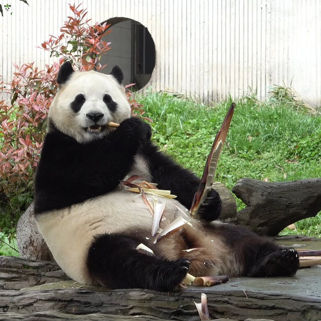 熊猫守护者 🐼森林驿站🌳于清风暖阳之下，大熊猫悠然享用鲜嫩竹笋。嫩笋一枝，清