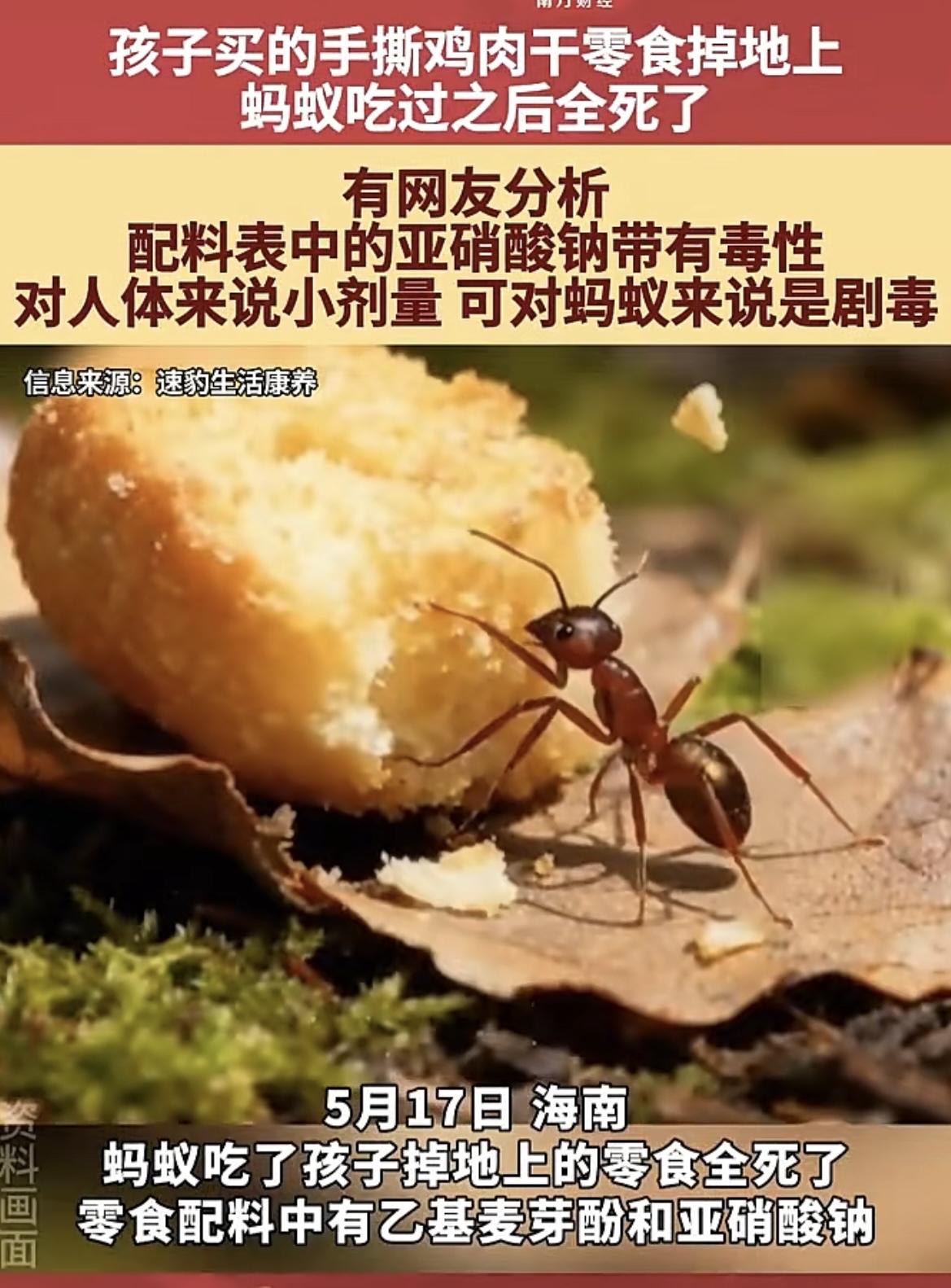 太可怕了、以后少吃零食！
孩子买的手撕鸡肉干零食掉地上，蚂蚁吃过之后全死了。
有