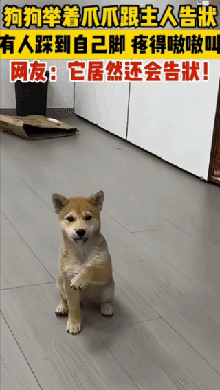 它踩我脚了，
就是这只脚！