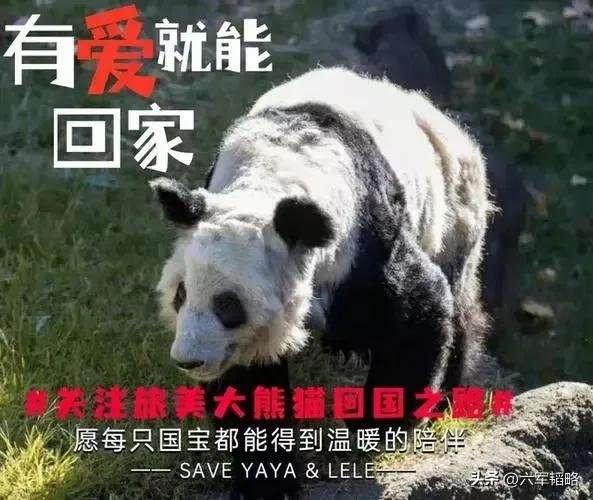 熊猫丫丫回来了，大家悬着的心稍微放下来一些。虽然不反对出于国家利益考量租借大熊猫