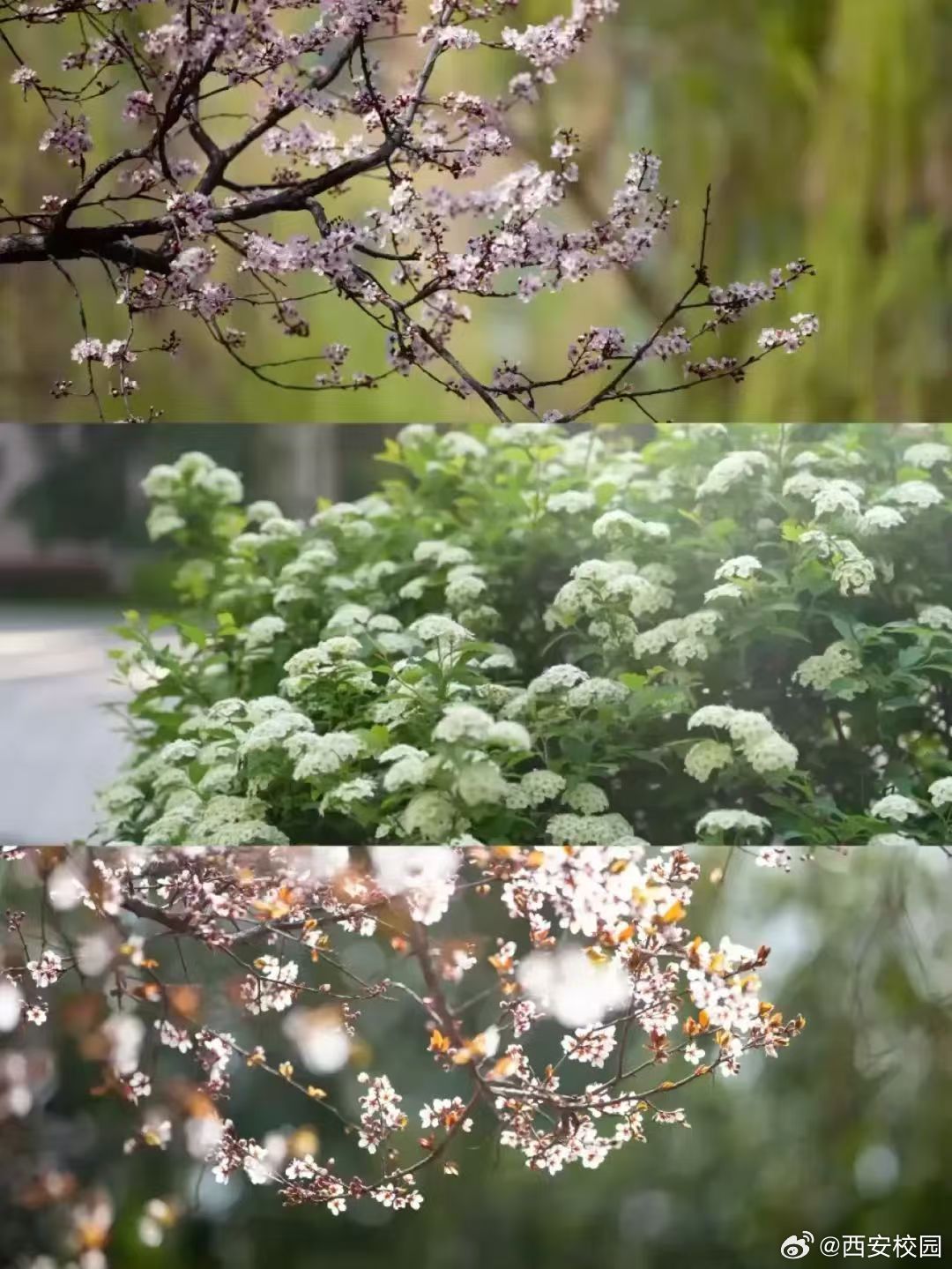 解锁陕西高校春日限定美景  春日的暖风轻轻拂过校园， 科大湖畔，垂柳依依，粉白的