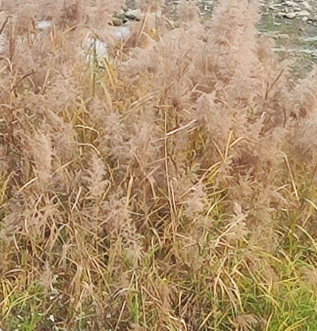 若多年以后，你送走了父母，世上再无至亲，你也没有结婚，你会干什么呢？