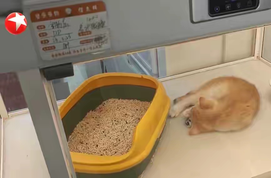 800元买猫背上近8000元猫贷上海嘉定的周女士遭遇一桩蹊跷事：在宠物店低价购猫
