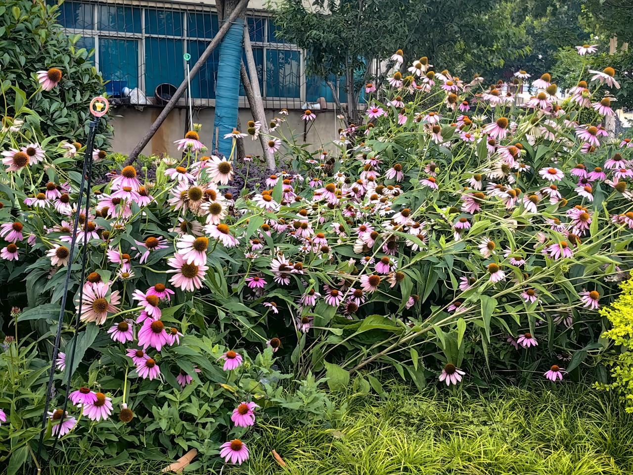 公园的早晨，花草也温柔，连路边的垃圾桶都这么可爱。

清晨踏入公园，瞬间被温柔包