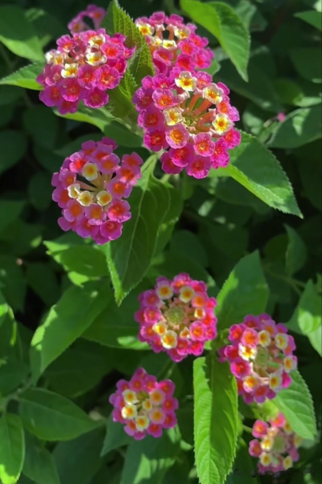 马缨丹，也叫五色梅，花语是开朗活泼、家庭和睦。它的花色丰富多变，从初开的黄、橙渐